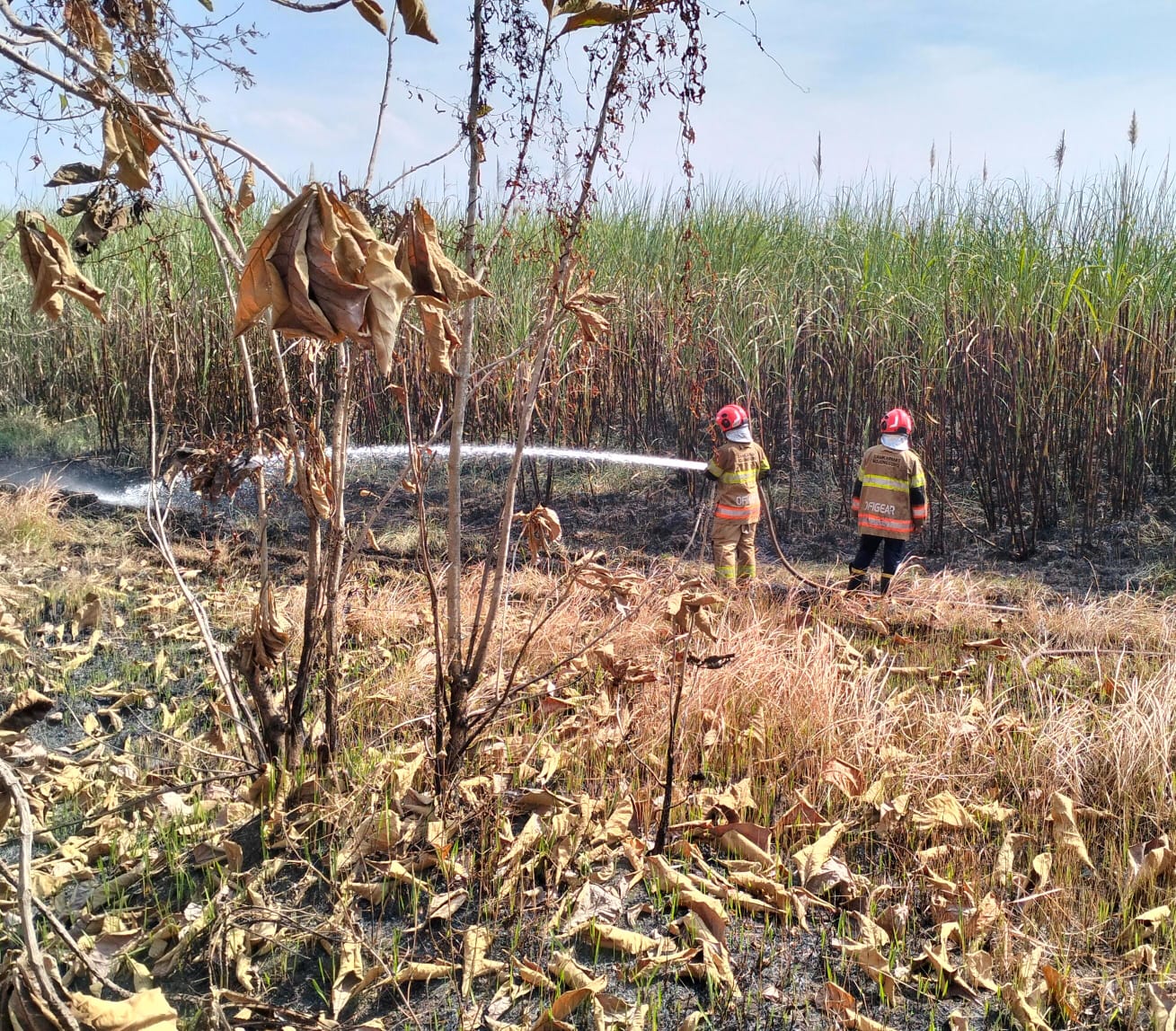 Damkarmat Bojonegoro Tangani Kebakaran Lahan Tebu Seluas 10 Hektare di Kecamatan Ngasem