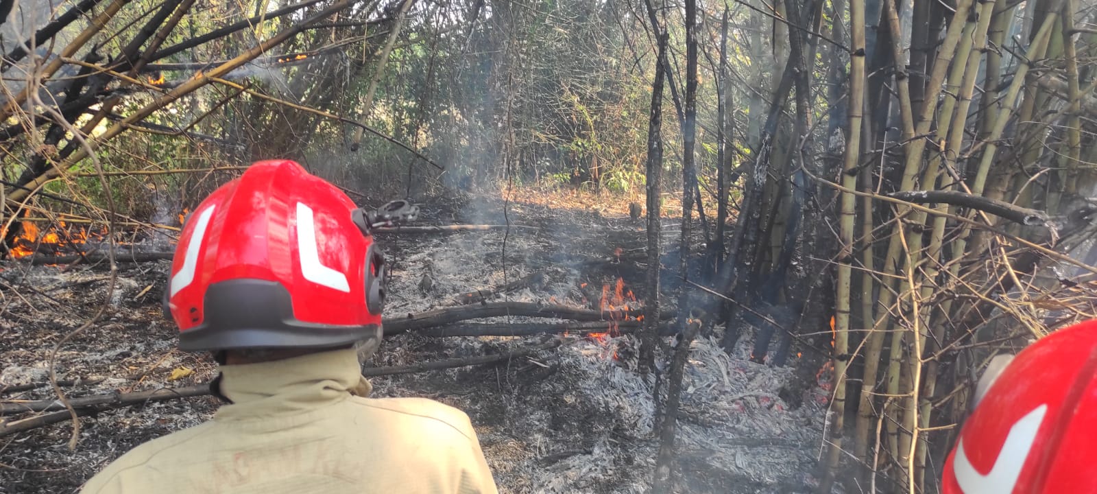 Damkarmat Bojonegoro Berhasil Tangani Kebakaran Rumpun Bambu di Desa Sukowati