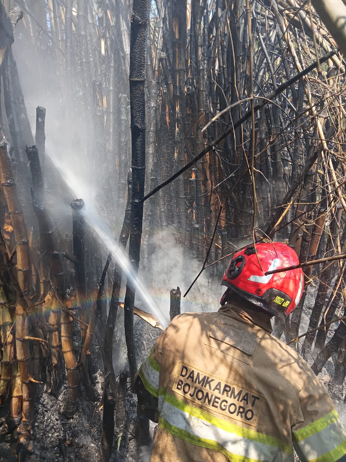 Damkarmat Bojonegoro Berhasil Padamkan Kebakaran Rumpun Bambu di Desa Papringan