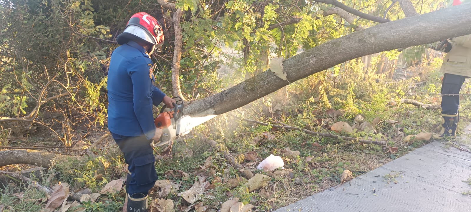 Damkarmat Bojonegoro Evakuasi Pohon Tumbang di Kecamatan Temayang, Akses Jalan Kembali Normal