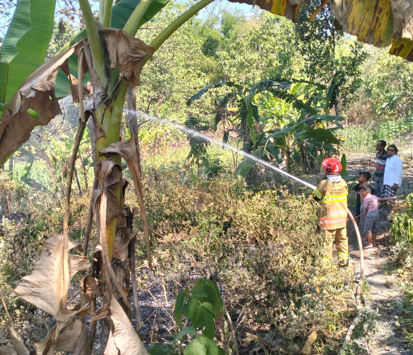 Damkarmat Bojonegoro Berhasil Tangani Kebakaran Rumpun Bambu di Kecamatan Baureno
