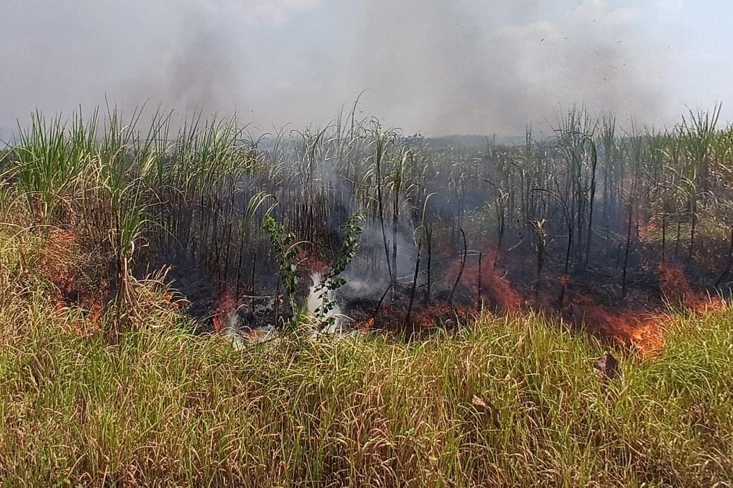 Damkarmat Bojonegoro Tangani Kebakaran Lahan Tebu di Temayang, Tiga Hektare Berhasil Diselamatkan