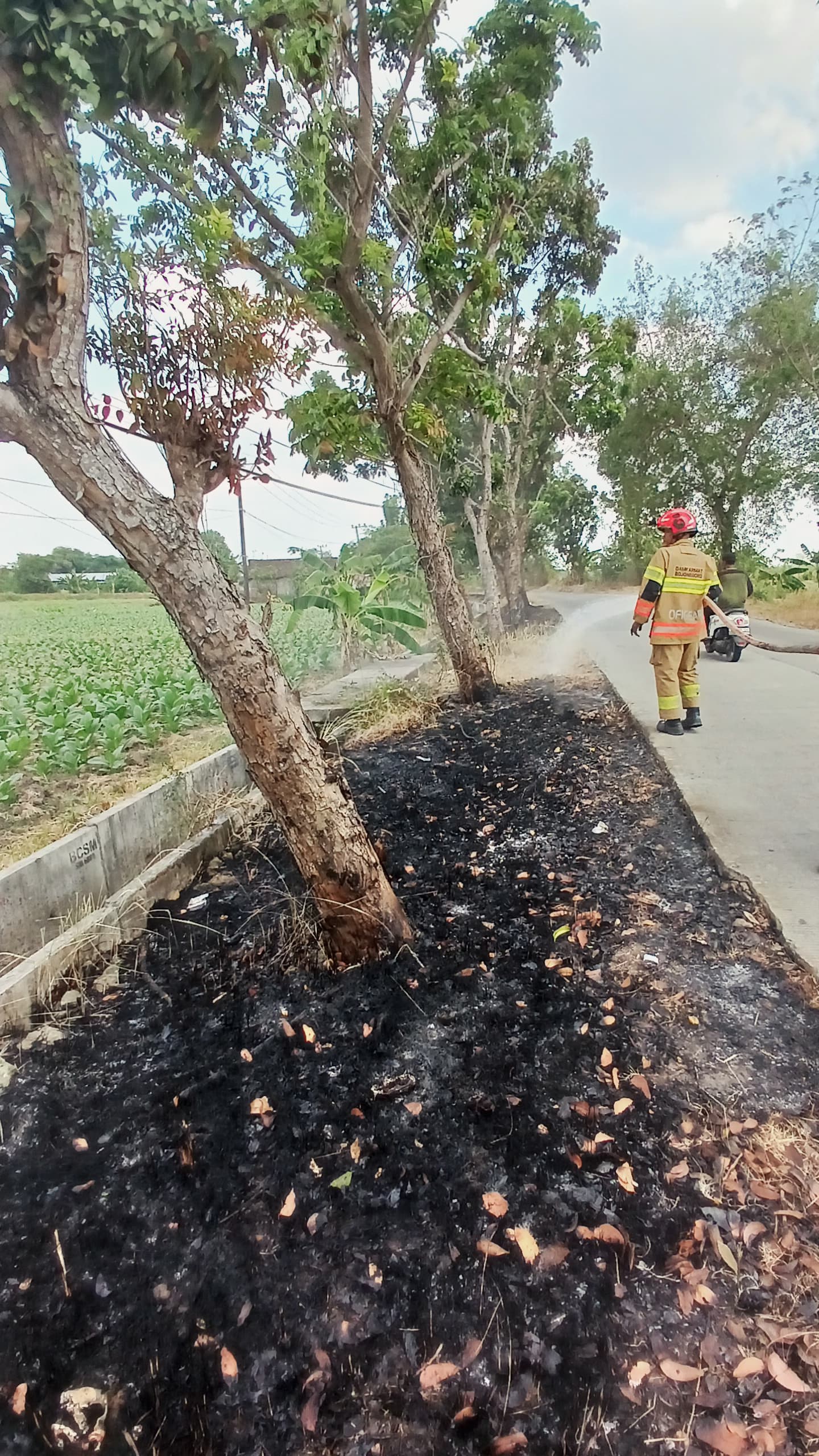 Damkarmat Bojonegoro Tangani Kebakaran Lahan di Area Persawahan Desa Blongsong