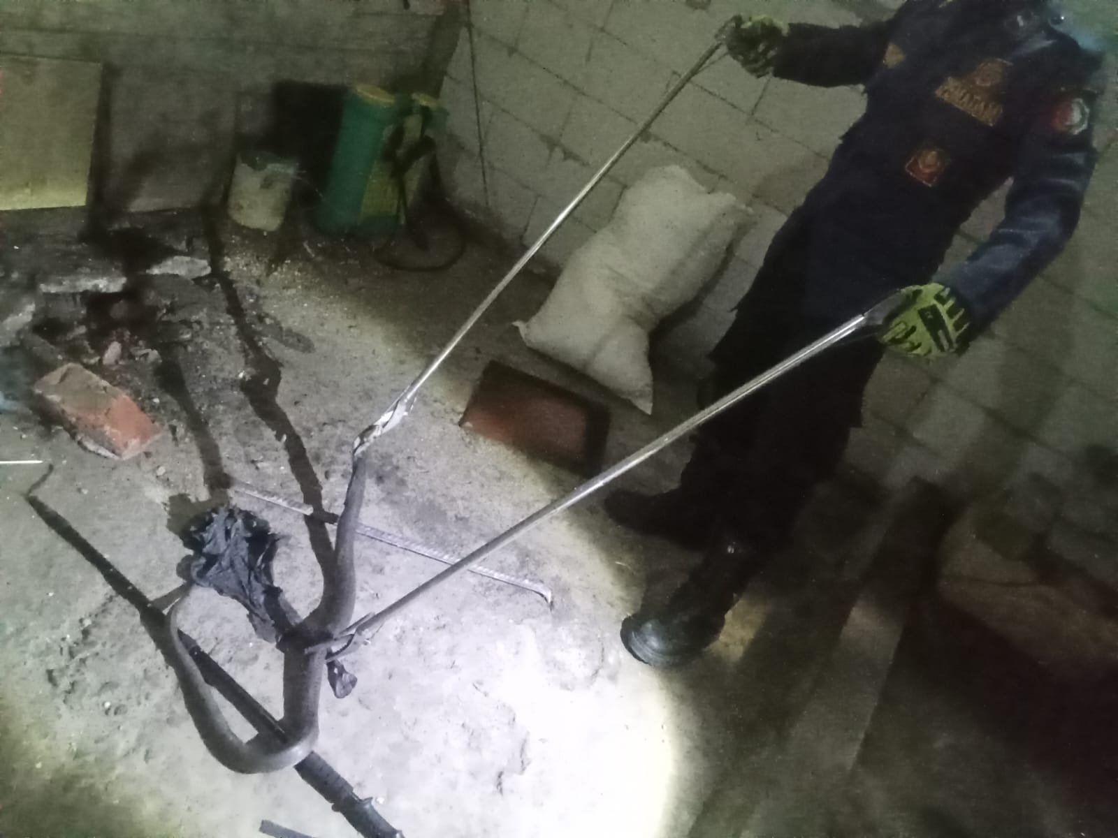 Respons Cepat Petugas Damkarmat Bojonegoro Evakuasi Ular Kobra dari Rumah Warga Kapas