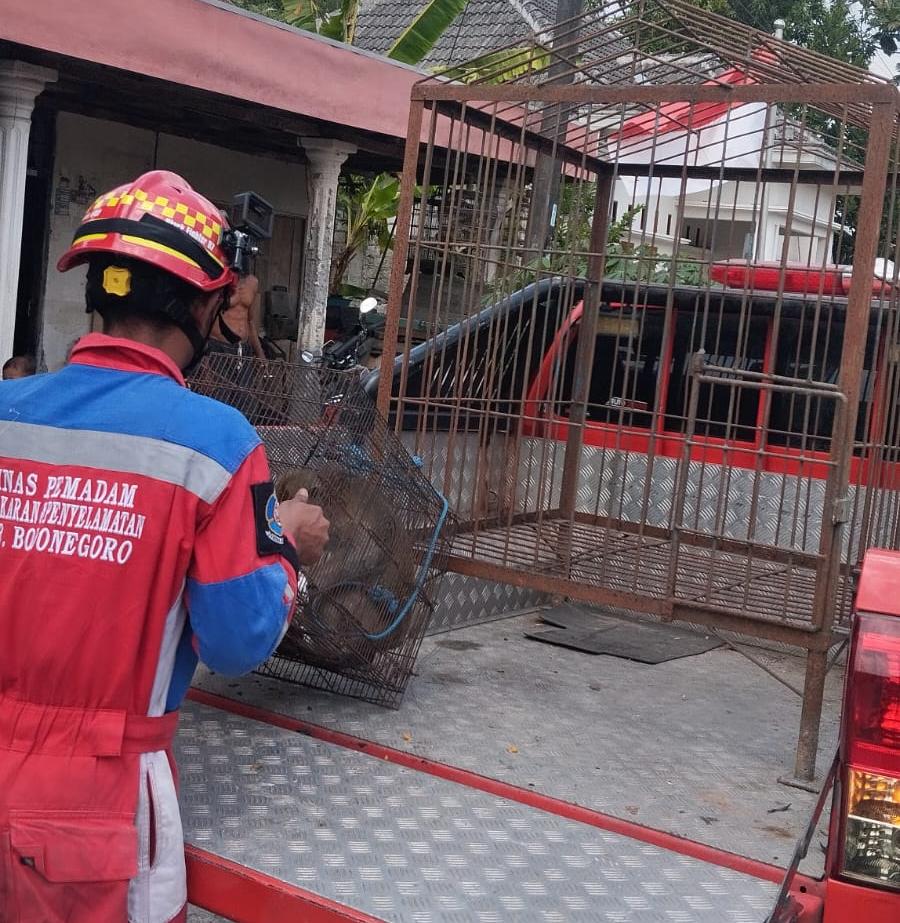 Damkarmat Bojonegoro Evakuasi Kera Ekor Panjang di Desa Selorejo