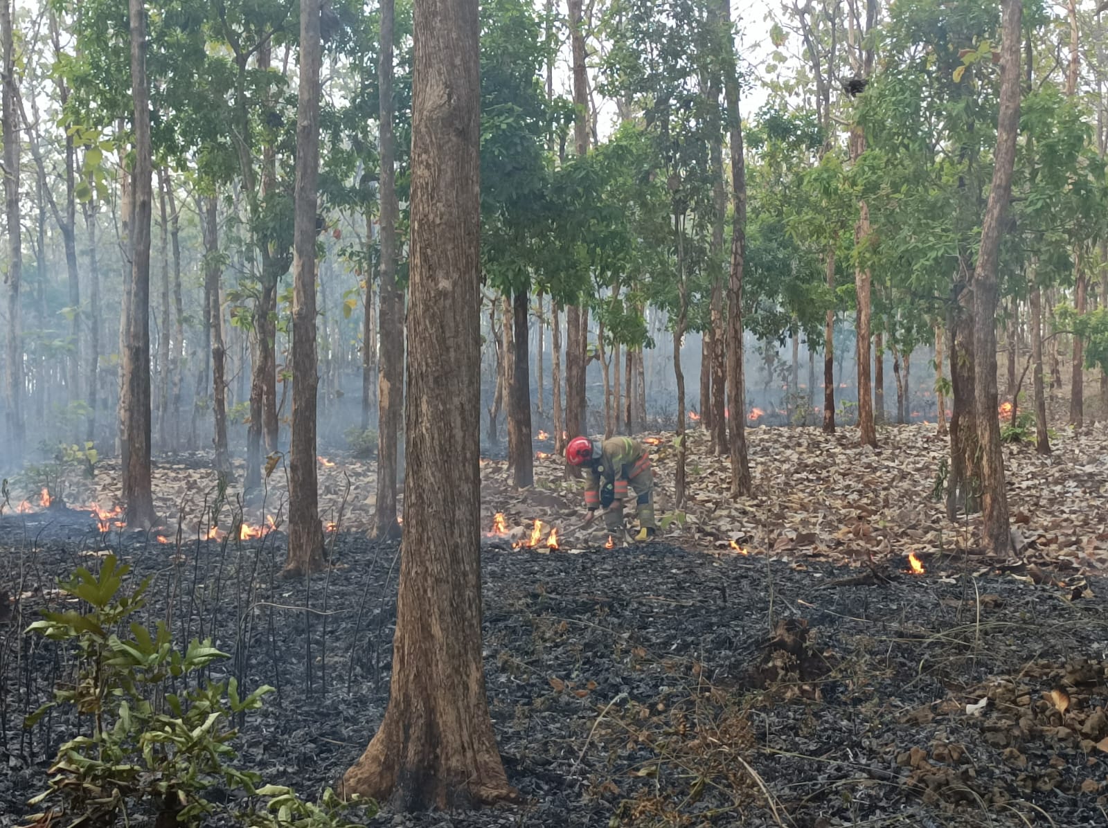 Kebakaran Lahan Perhutani Seluas Satu Hektare di Trucuk Berhasil Dipadamkan