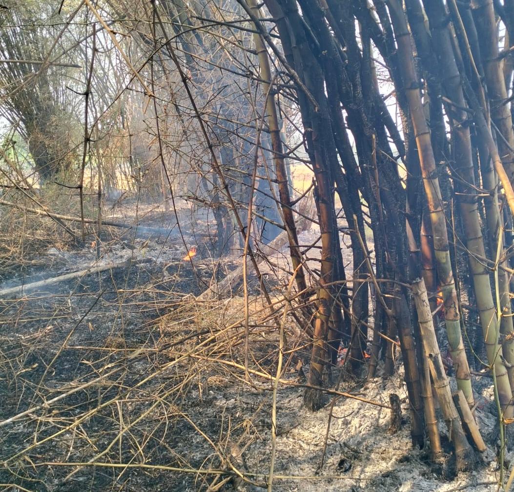 Kebakaran Rumpun Bambu di Desa Wedoro Sugihwaras Berhasil Dipadamkan Damkarmat