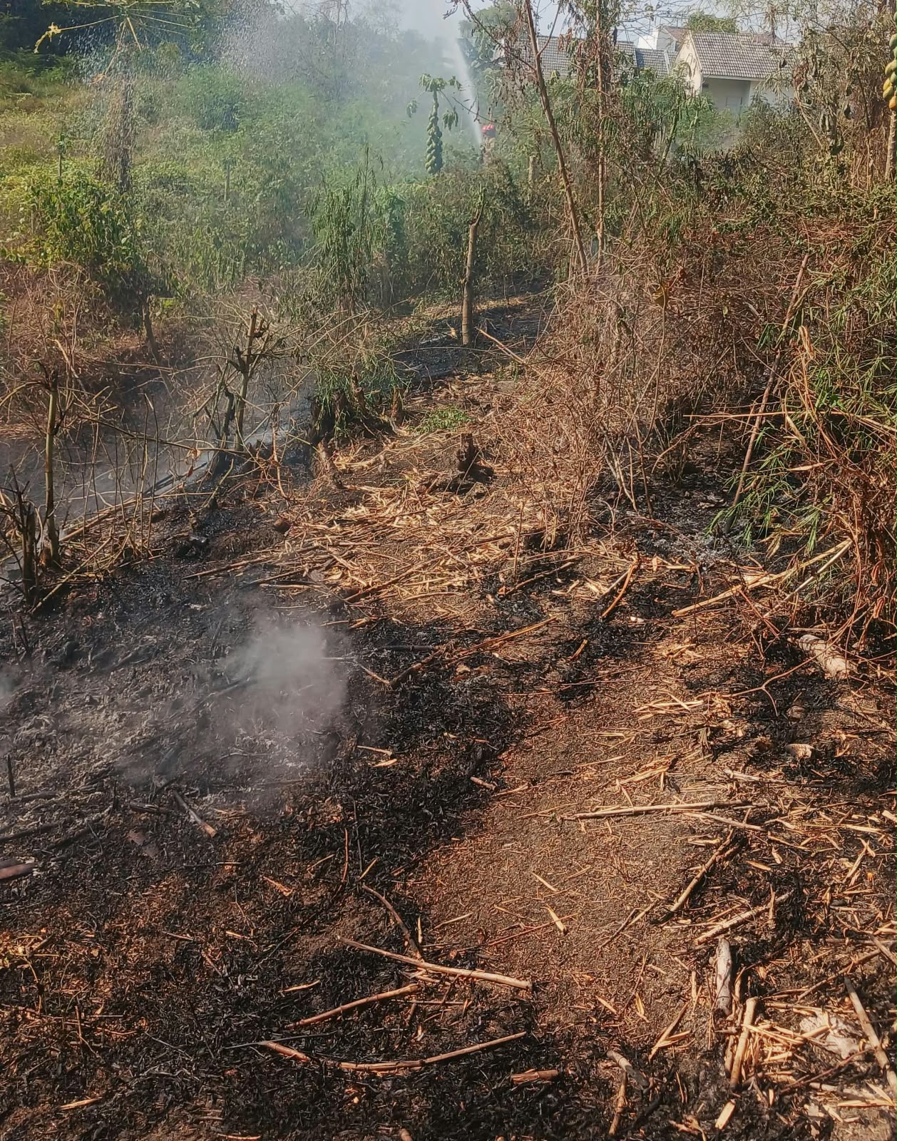 Kebakaran Rumpun Bambu di Baureno Berhasil Dipadamkan Damkarmat