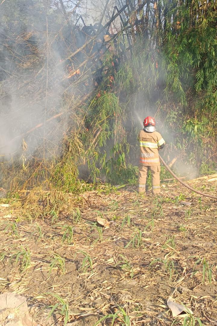 Kebakaran Rumpun Bambu di Temayang Berhasil Dipadamkan, Satu Dapur Bambu Berhasil Diselamatkan