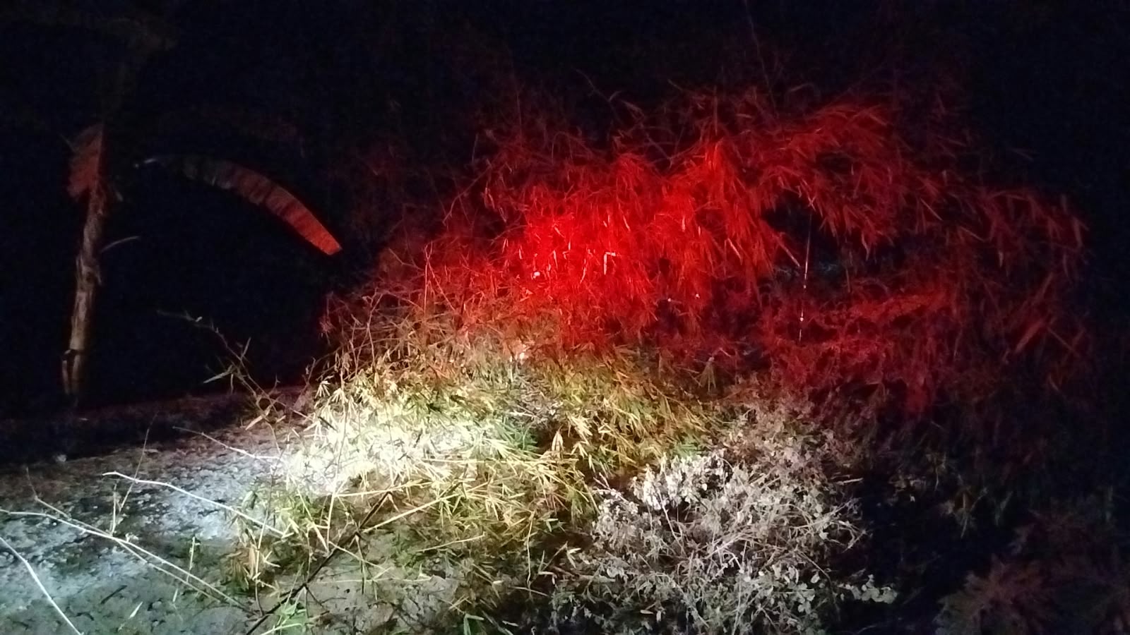 Kebakaran Rumpun Bambu di Sukosewu, Rumah Senilai Rp450 Juta Berhasil Diselamatkan
