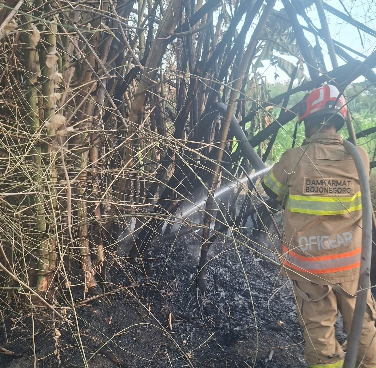 Kebakaran Rumpun Bambu di Kepohbaru, Lima Rumpun Bambu Berhasil Diselamatkan