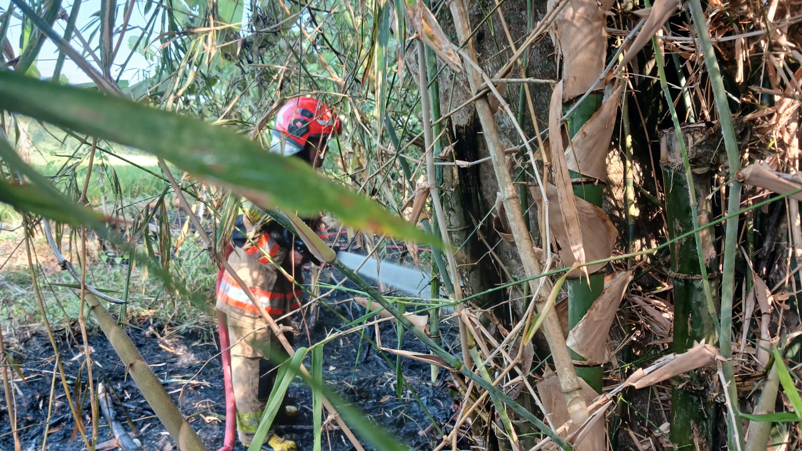 Kebakaran Rumpun Bambu di Sumberagung, Damkarmat Bojonegoro Bergerak Cepat Padamkan Api