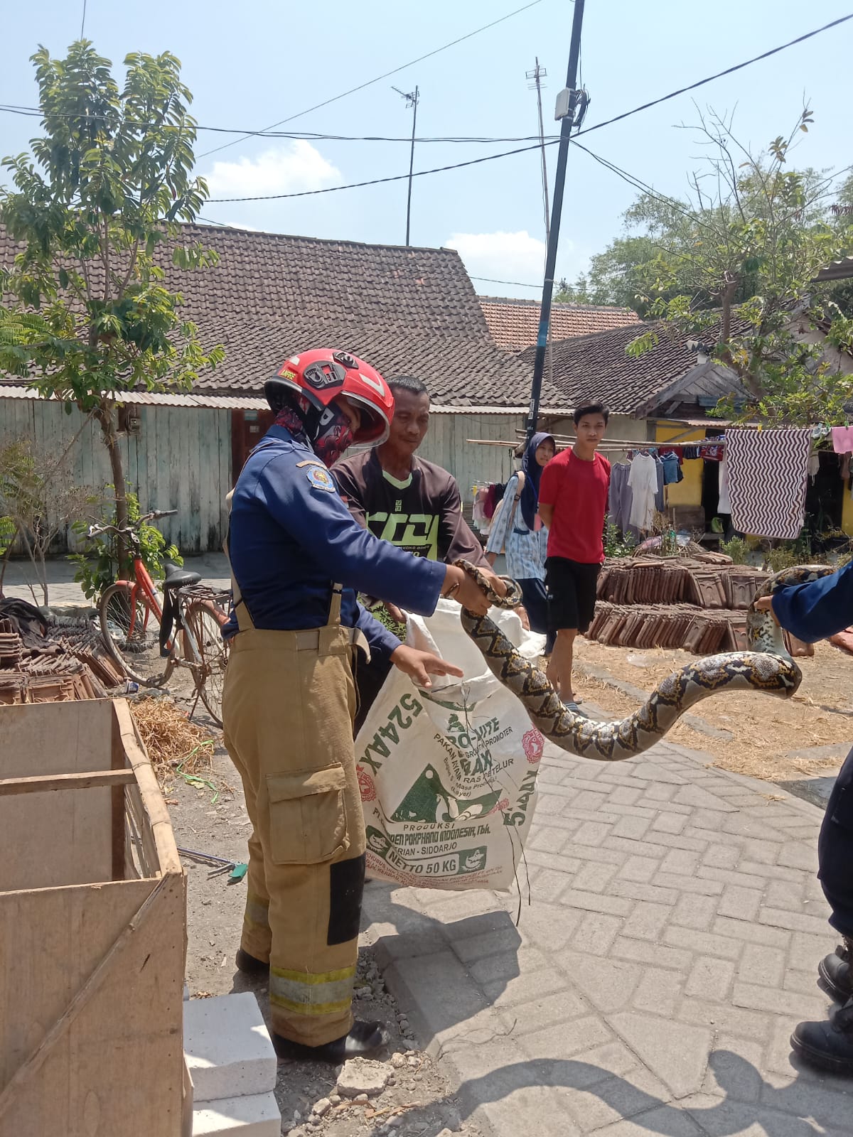Damkarmat Bojonegoro Tangani Aduan Ular Sanca Kembang Masuk Rumah Warga di Sumberrejo
