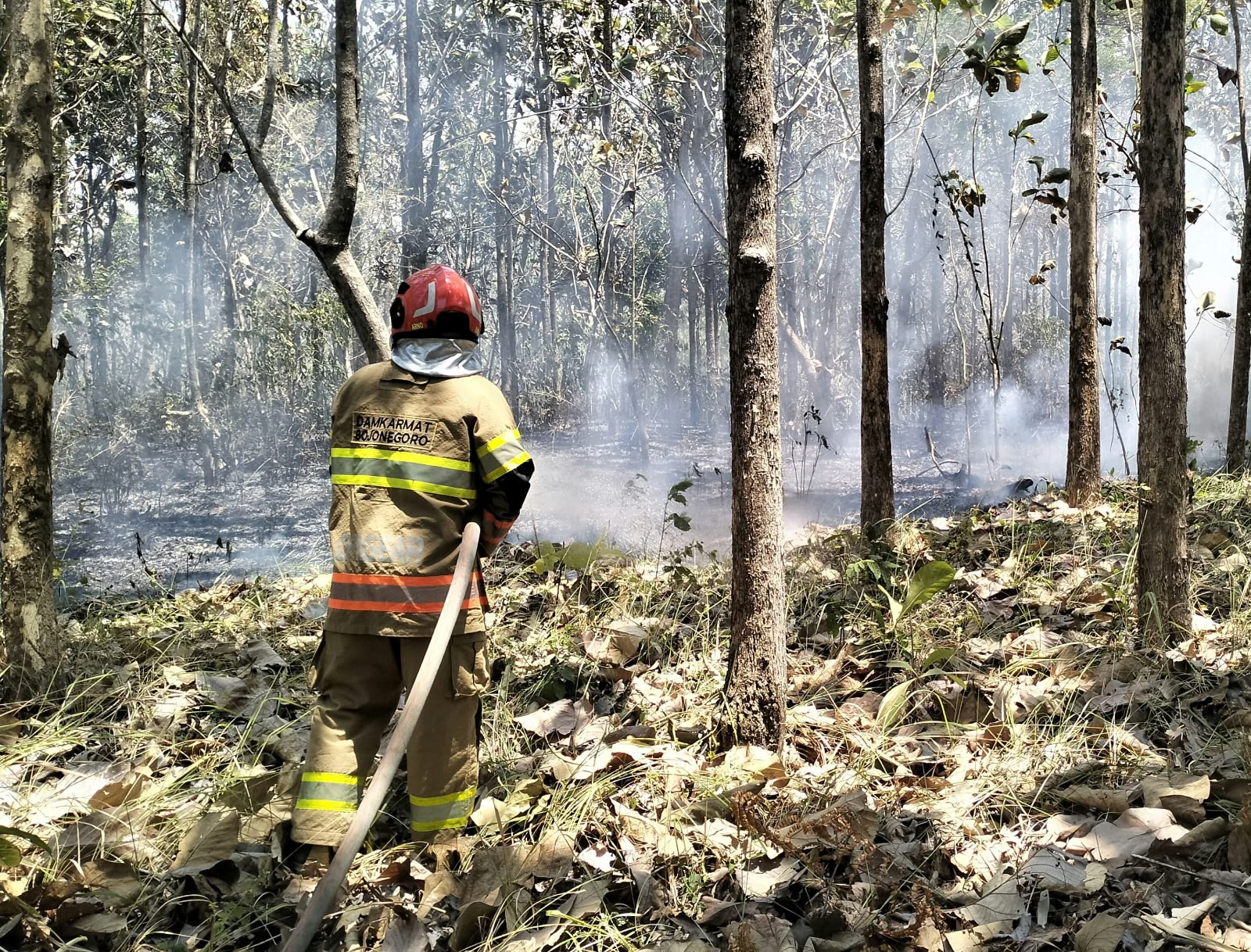 Damkarmat Bojonegoro Padamkan Kebakaran Lahan Jati dan Rumpun Bambu di Bareng