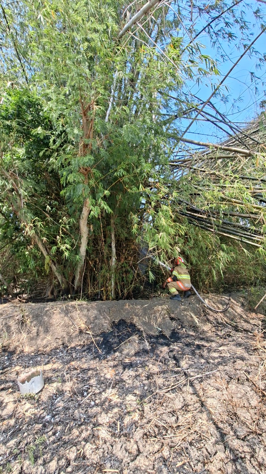 Damkarmat Bojonegoro Padamkan Kebakaran Rumpun Bambu di Kepohbaru