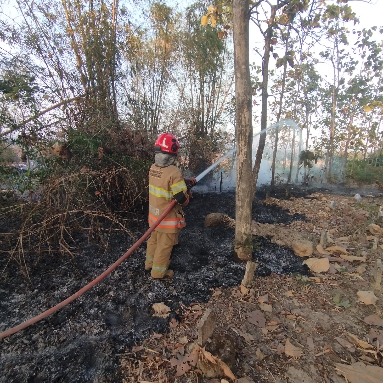 Damkarmat Bojonegoro Padamkan Kebakaran Rumpun Bambu di Banjarsari Trucuk
