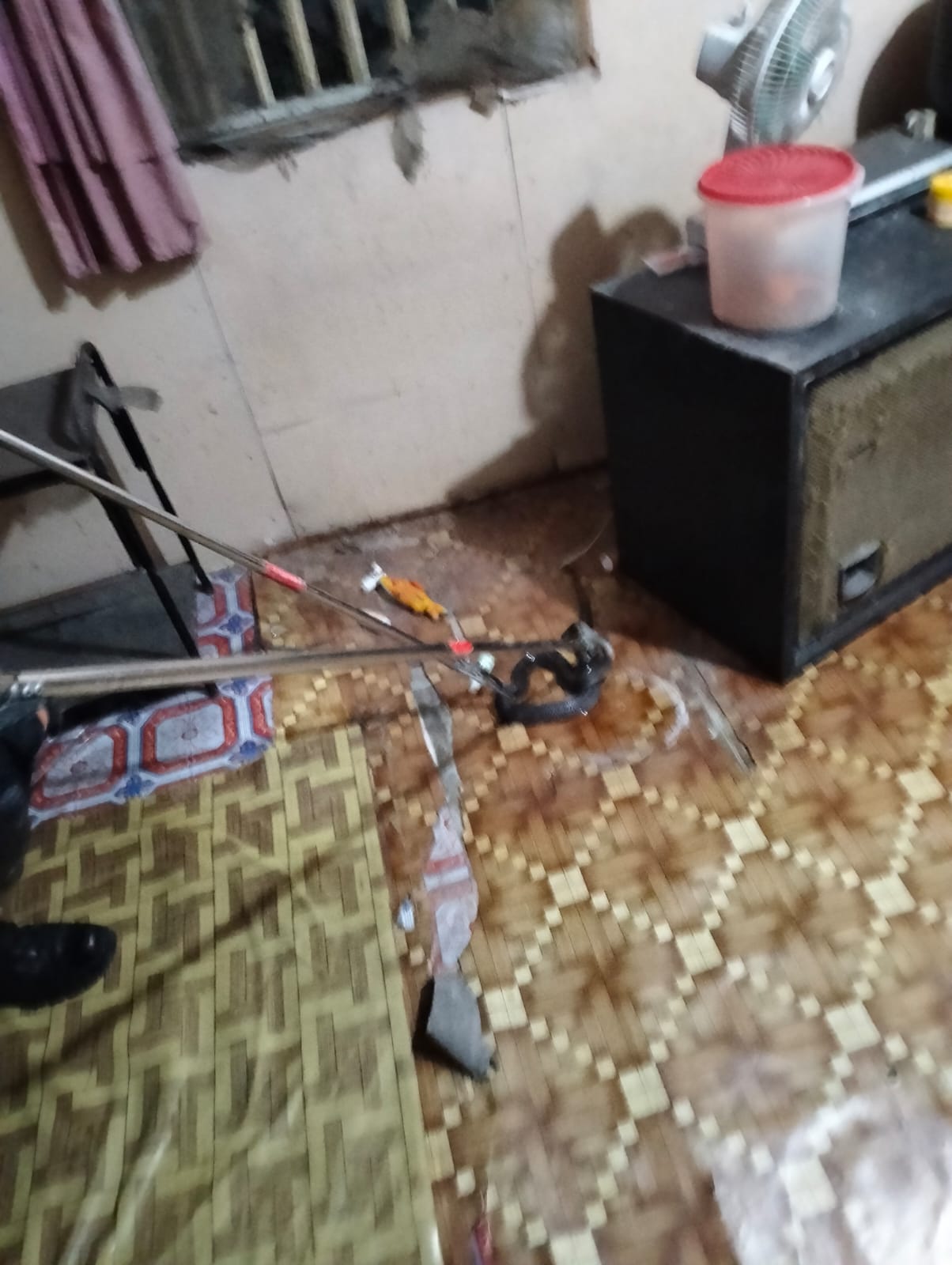 Damkarmat Bojonegoro Evakuasi Ular Kobra Jawa di Permukiman Sumberrejo