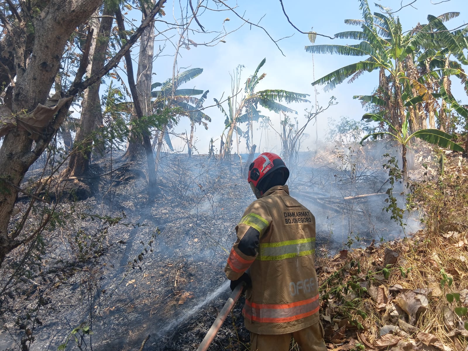 Damkarmat Bojonegoro Padamkan Kebakaran Lahan Jati Seluas Satu Hektare di Sugihwaras