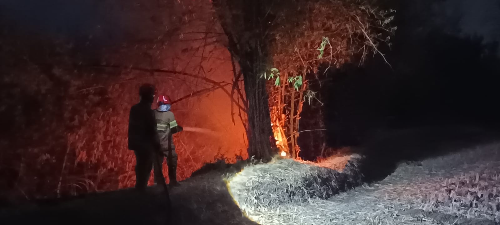 Damkarmat Bojonegoro Padamkan Kebakaran Rumpun Bambu di Jalan Raya Temayang–Bubulan