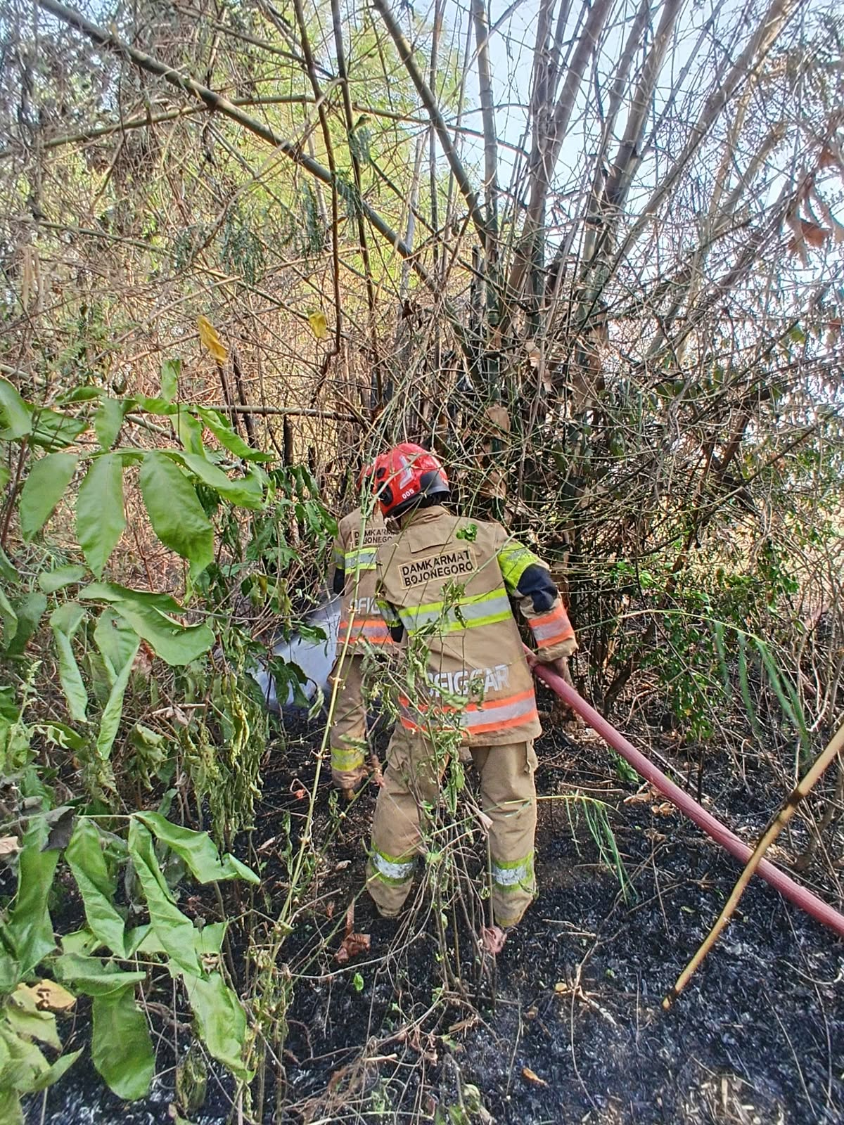DAMKARMAT BOJONEGORO TANGANI KEBAKARAN LAHAN BAMBU DI DESA NGUMPAK DALEM
