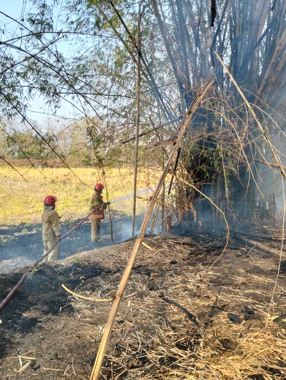 DAMKARMAT BOJONEGORO TANGANI KEBAKARAN LAHAN DAN RUMPUN BAMBU DI DESA JUMOK