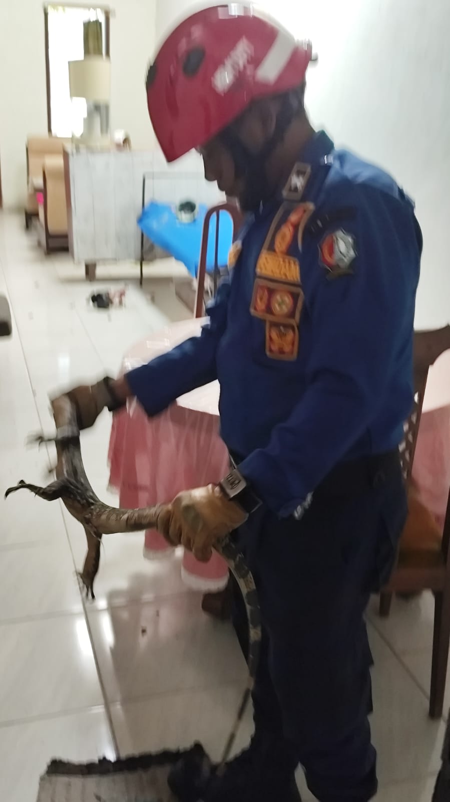 Damkarmat Bojonegoro Evakuasi Biawak Air Tawar dari Rumah Warga di Campurejo