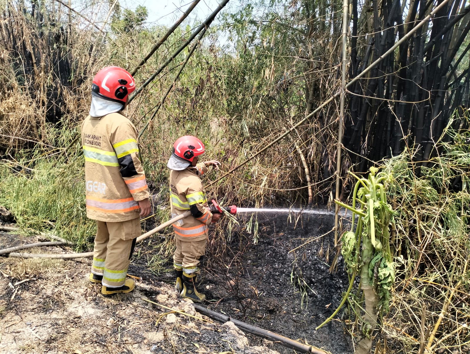 Damkarmat Bojonegoro Tangani Kebakaran Rumpun Bambu di Sumberrejo