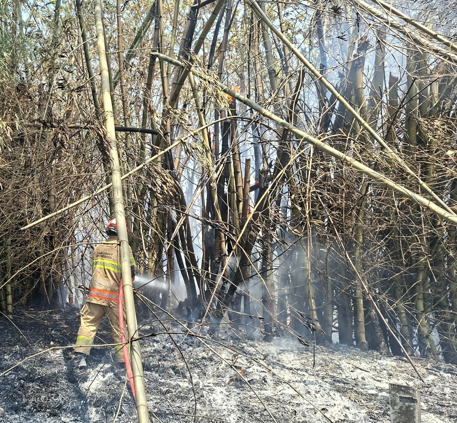 Damkarmat Bojonegoro Tangani Kebakaran Lahan Seluas Satu Hektare di Desa Gajah