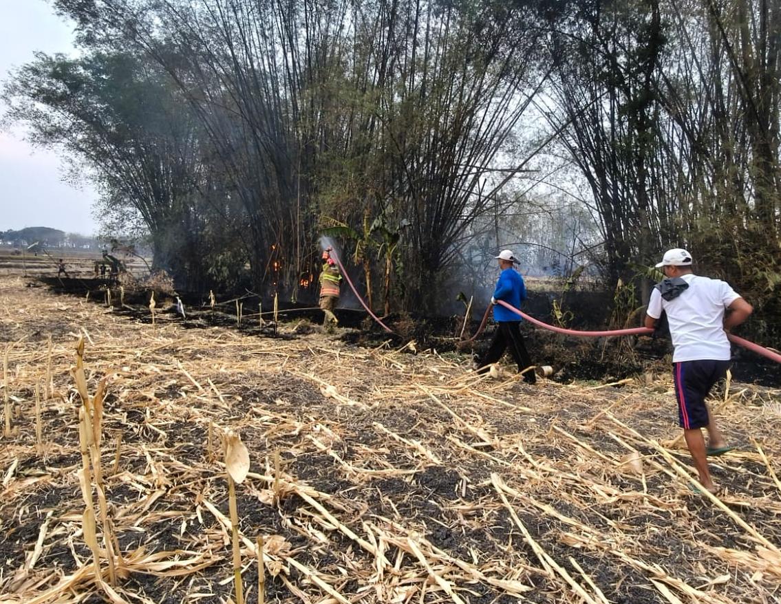 Damkarmat Bojonegoro Tangani Kebakaran Lahan dan Rumpun Bambu di Desa Pandan