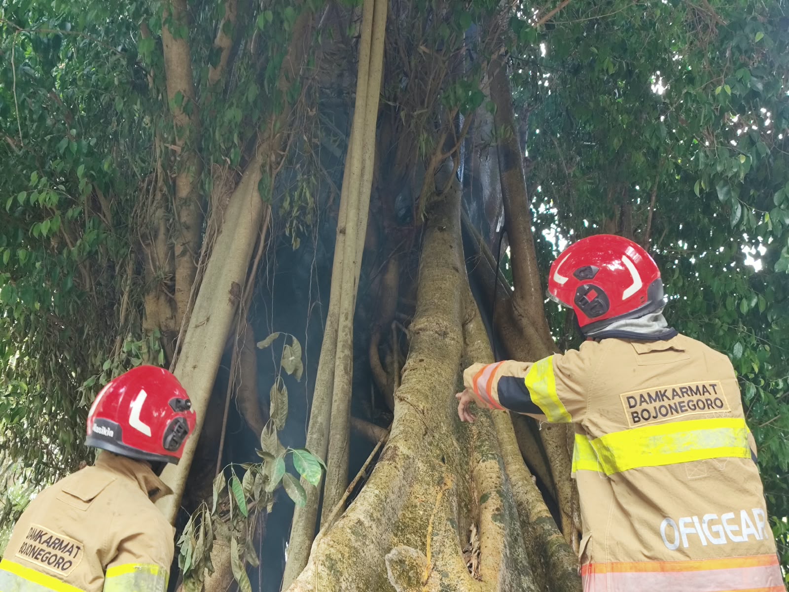 Damkarmat Bojonegoro Tangani Kebakaran Pohon Beringin di Desa Sugihwaras