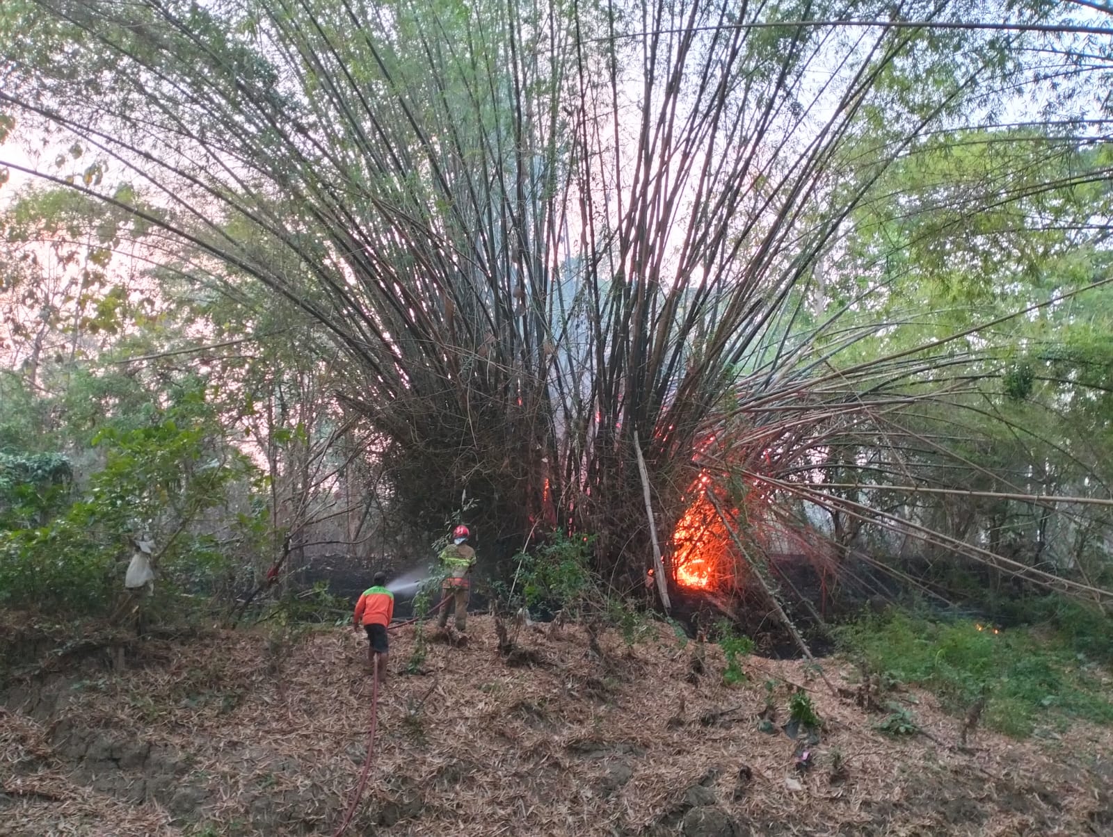 Kebakaran Rumpun Bambu di Desa Pekuwon, Damkarmat Bojonegoro Kerahkan Delapan Armada