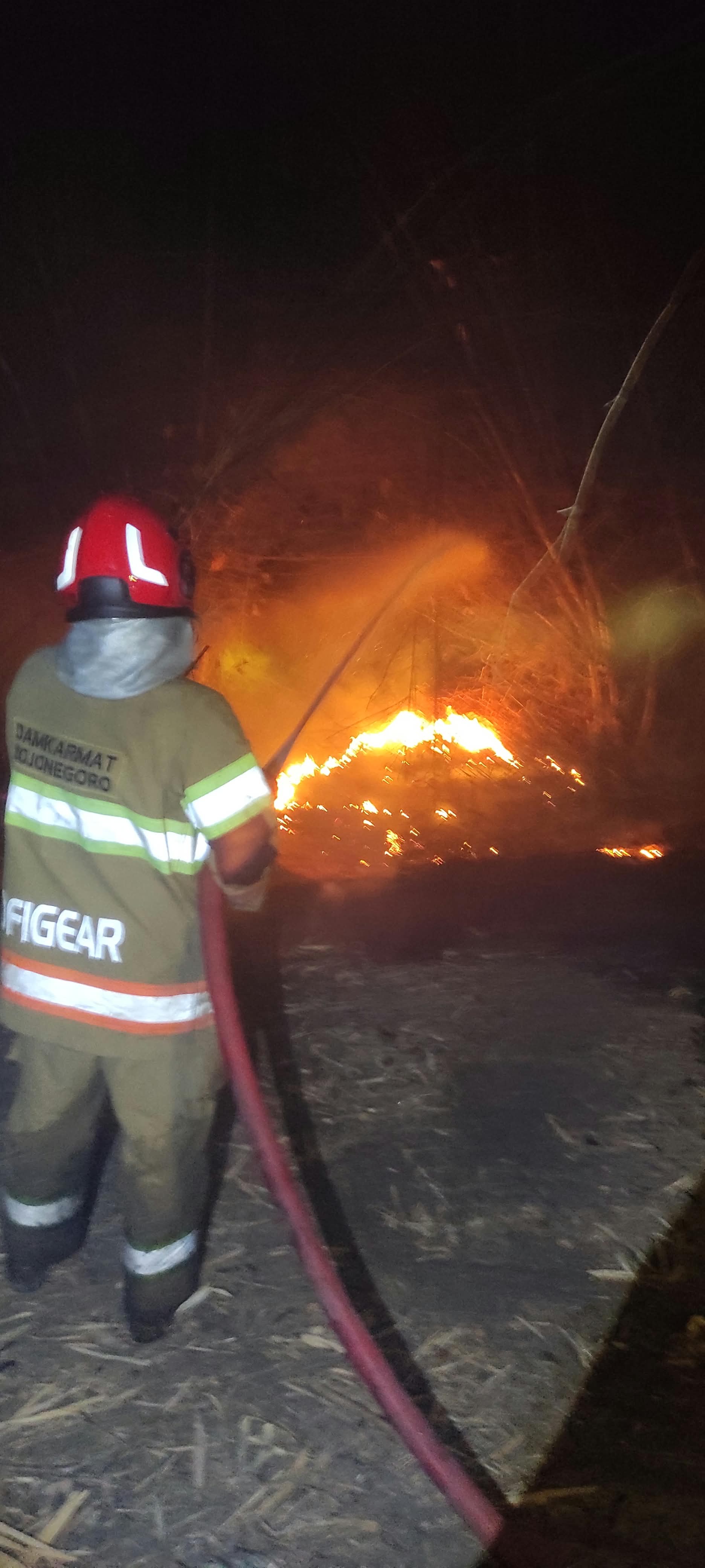 Damkarmat Bojonegoro Padamkan Kebakaran Rumpun Bambu di Desa Panemon, Lima Rumpun Terbakar