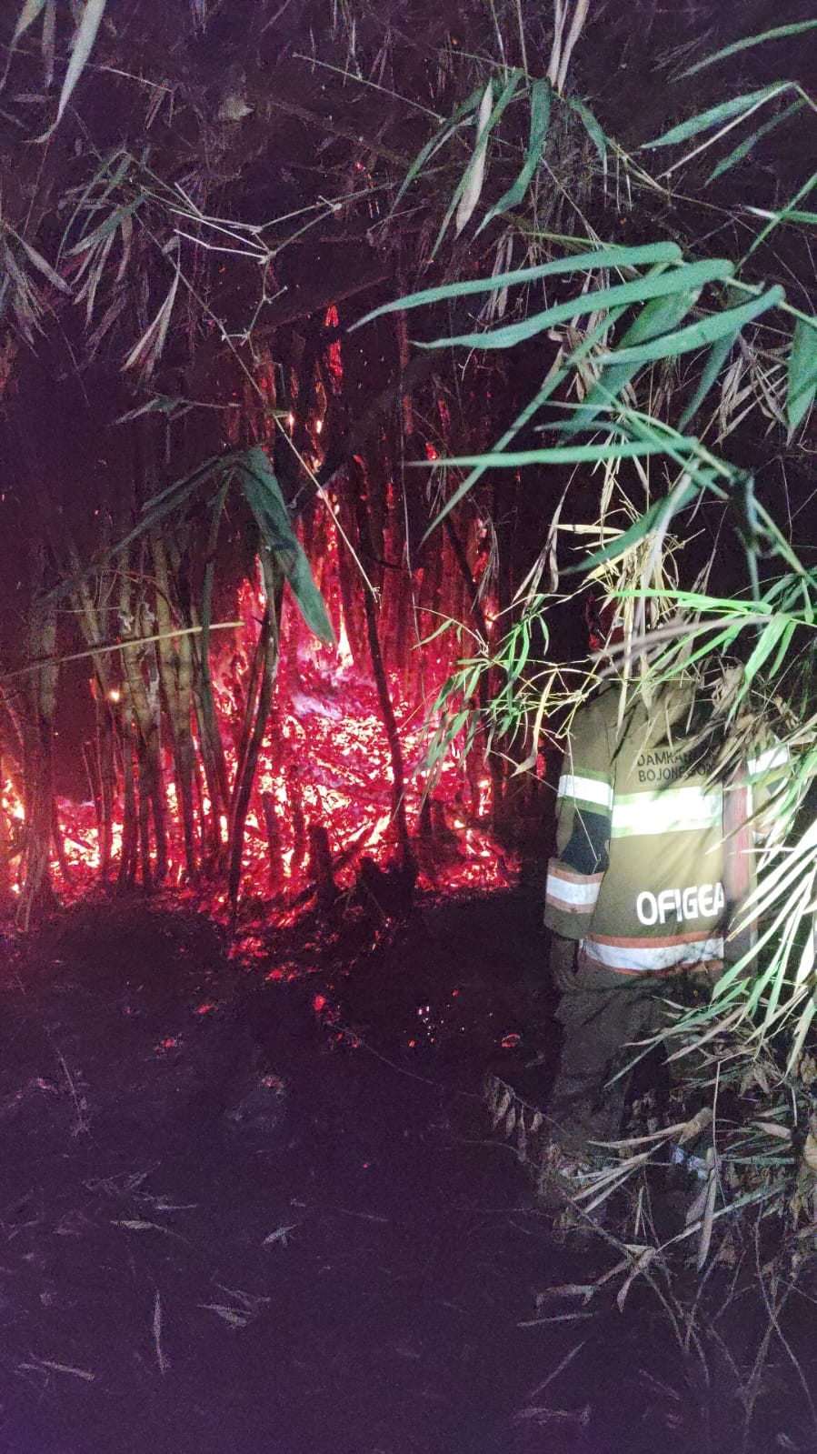 Damkarmat Bojonegoro Padamkan Kebakaran Rumpun Bambu di Desa Ngablak