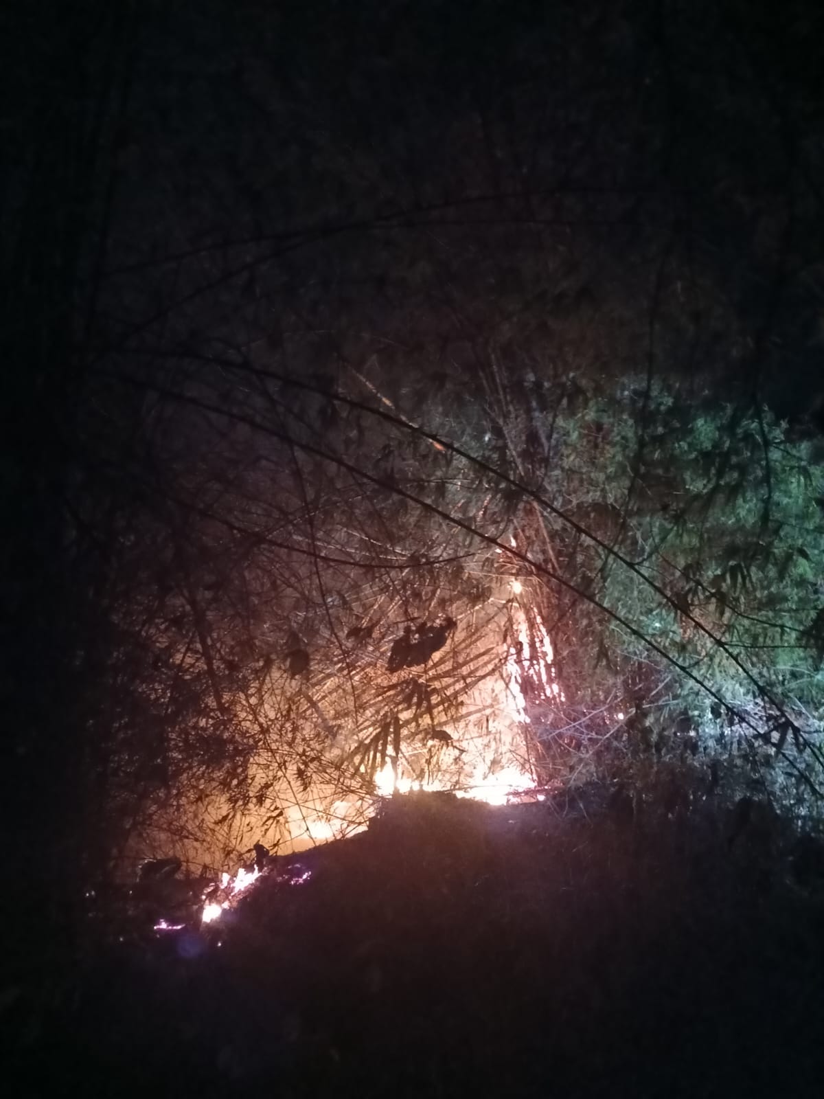 Damkarmat Bojonegoro Padamkan Kebakaran Rumpun Bambu di Desa Balongcabe