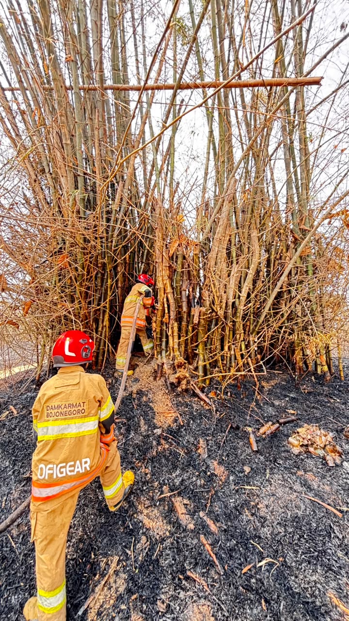 Damkarmat Bojonegoro Padamkan Kebakaran Rumpun Bambu dan Lahan Dekat Permukiman di Kasiman