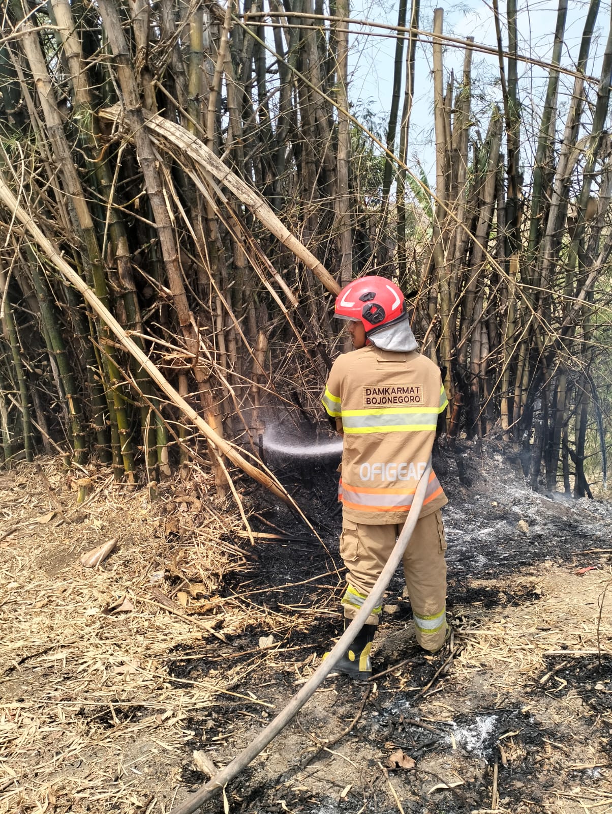 Damkarmat Bojonegoro Padamkan Kebakaran Rumpun Bambu.