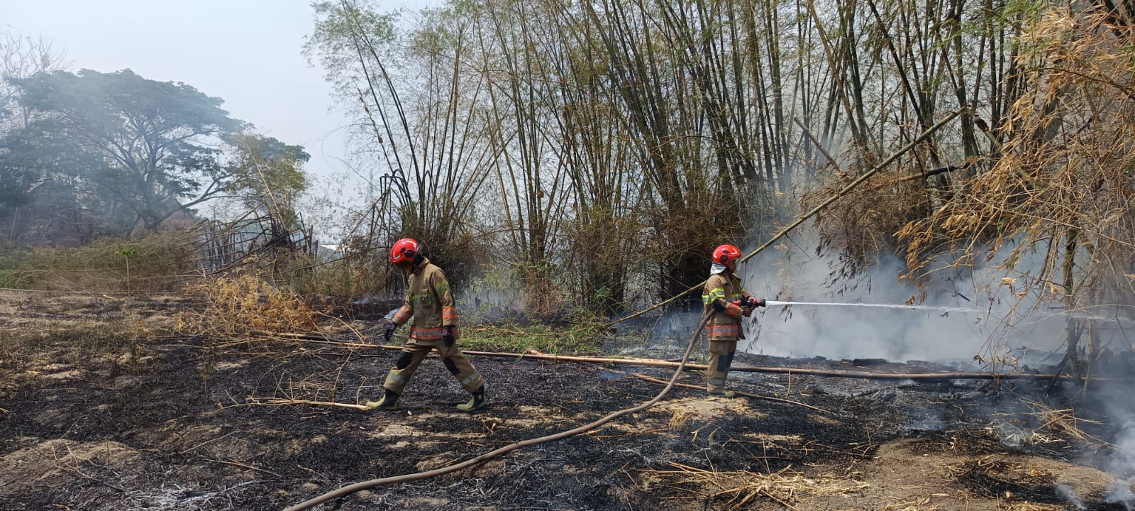 Kebakaran Rumpun Bambu di Sugihwaras, Damkarmat Bojonegoro Selamatkan Empat Rumpun Bambu