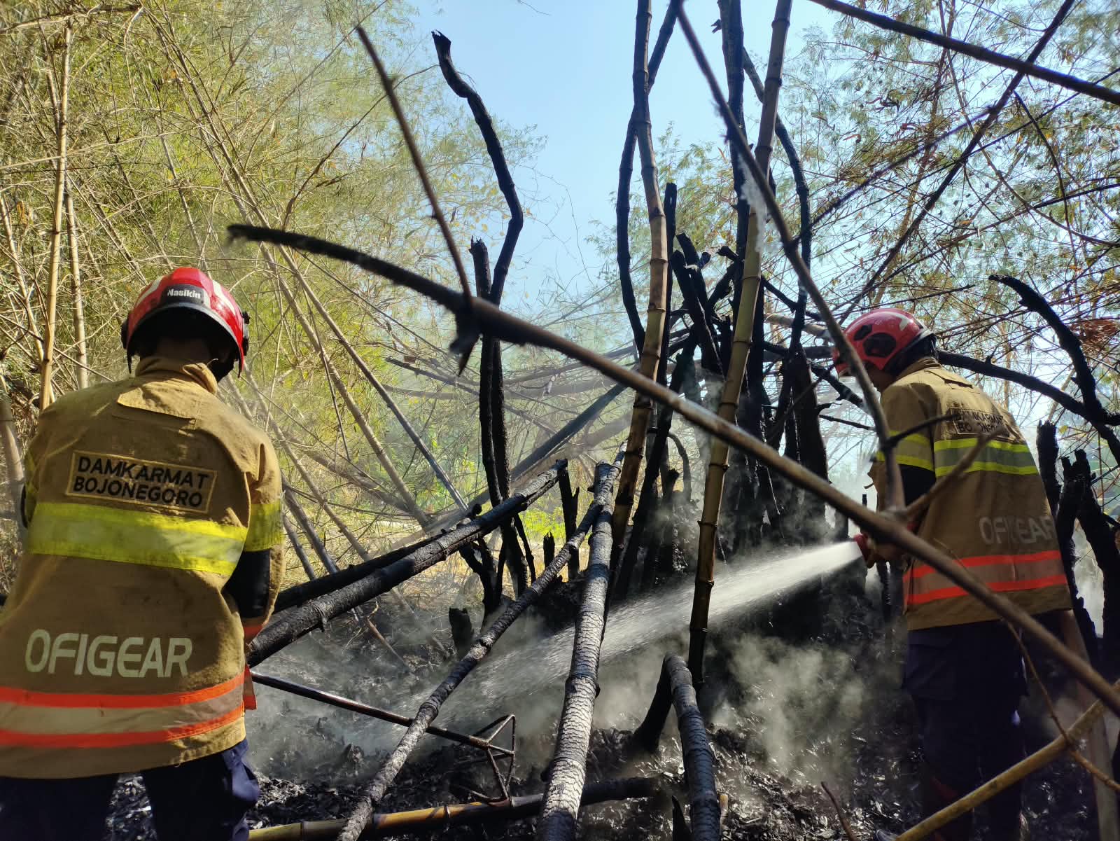 Damkarmat Bojonegoro Tangani Kebakaran Rumpun Bambu Seluas 300 Meter Persegi di Kanor