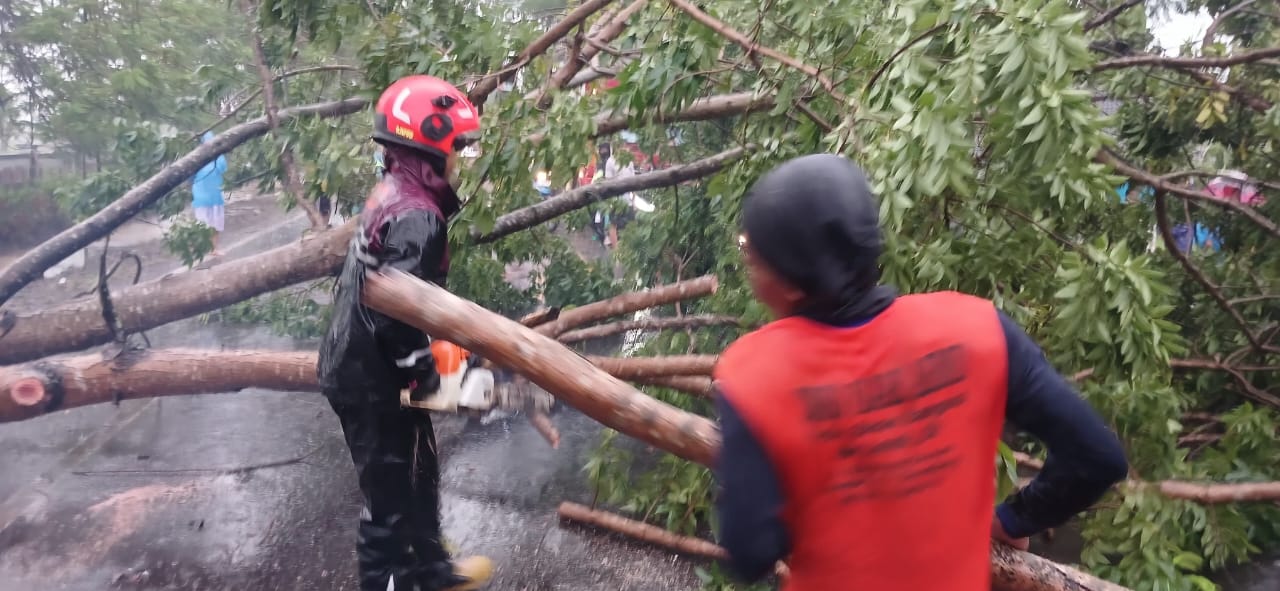 Pohon Tumbang Tutupi Jalan Raya Babat–Bojonegoro, Damkar Baureno Lakukan Evakuasi