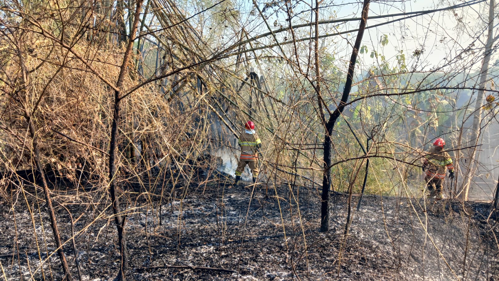 Damkarmat Bojonegoro Padamkan Kebakaran Rumpun Bambu di Sumberoto Kepohbaru